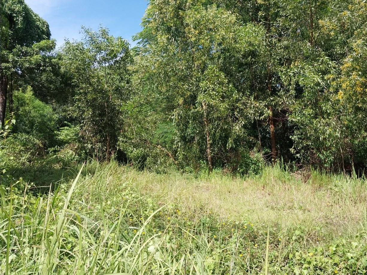 ที่ดิน : ที่ดินว่างเปล่าอุบลราชธานี
