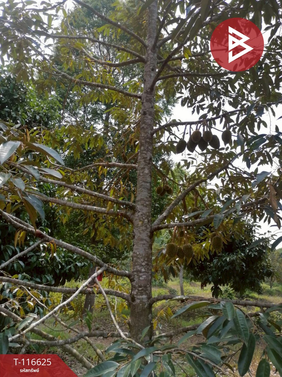 ขายที่ดินพร้อมสวน เนื้อที่ 7 ไร่ 22 ตร.วา มะขาม จันทบุรี