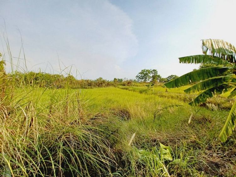ขายที่ดิน คลอง 15 องครักษ์ 100 ตรว  เหมาะปลูกบ้าน ทำการเกษตร, ภาพที่ 4