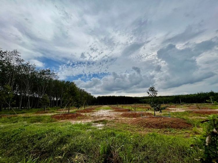 ขายที่ดินสวนทุเรียน สวนแปลงเล็ก สวนผลไม้ผสม สวนราคาหลักแสน ราคาถูก, ภาพที่ 4