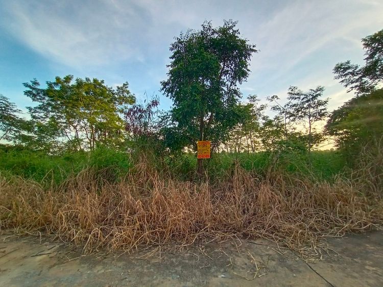 ขาย ที่ดิน ตำบลคลองห้า อำเภอคลองหลวง จังหวัดปทุมธานี, ภาพที่ 4