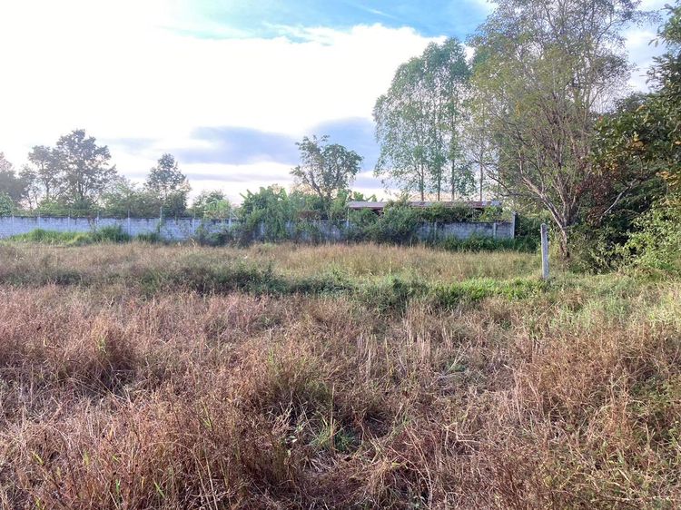 ขาย ที่ดิน ตำบลเซกา อำเภอเซกา จังหวัดบึงกาฬ, ภาพที่ 4