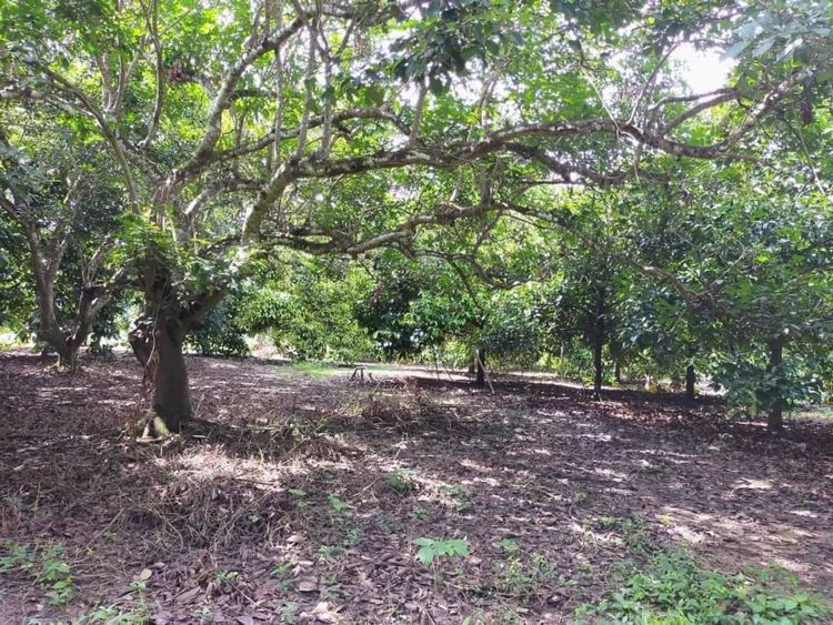 ขาย ที่ดิน ตำบลวังโตนด อำเภอนายายอาม จังหวัดจันทบุรี, ภาพที่ 4