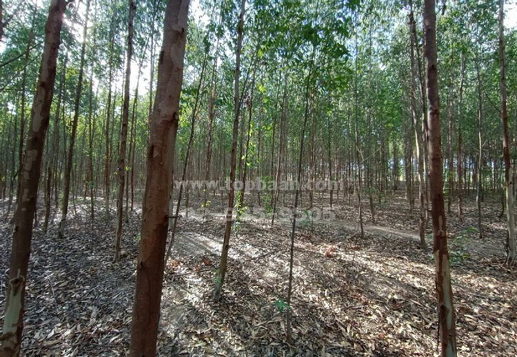 ขายที่ดิน 1-3-20 ไร่ ซอยวัดลาดปลาดุก ถนนกาญจนาภิเษก อำเภอบางใหญ่, ภาพที่ 4