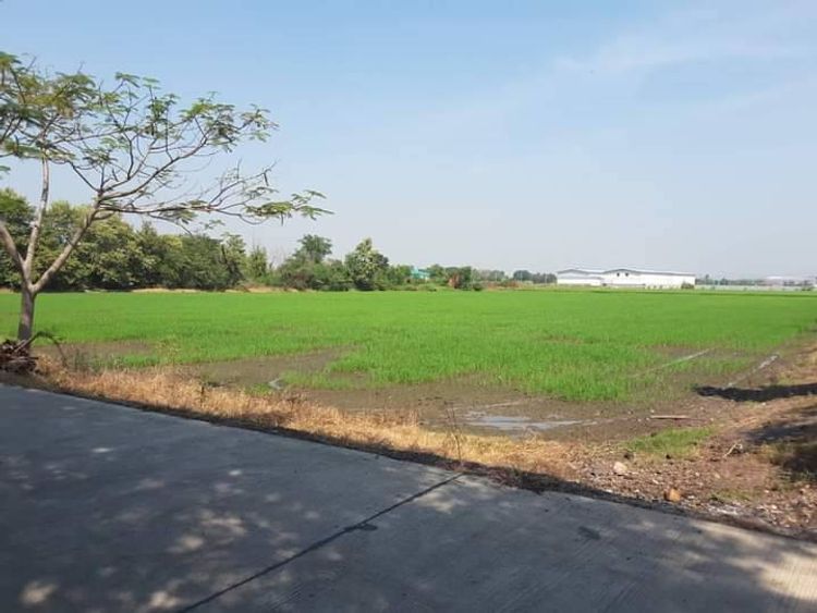 ขายที่ดินทำเลดีใกล้กรุงเทพ สามโคก-เสนา ใก้ลถนนวงแหวนตะวันตก กาญจนาภิเษก, ภาพที่ 4