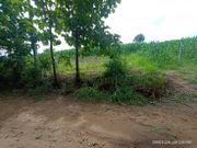 ขาย ที่ดิน ตำบลทุ่งยาว อำเภอปาย จังหวัดแม่ฮ่องสอน