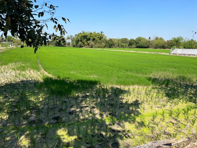 ขายที่ดิน ต.บางแม่นาง อ.บางใหญ่ จ.นนทบุรี 7ไร่ 3งาน  ราคา 63,000,000 , ภาพที่ 4
