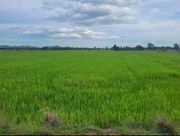 ขายด่วน ที่ดินแปลงสวย ทำเลดี ใกล้ถนนใหญ่ อำเภอทุ่งเสลี่ยม จังหวัดสุโขทัย