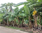 ขาย ที่ดินทำเลสงบ เดินทางสะดวก โซนดอนเมือง 100 ตรว.