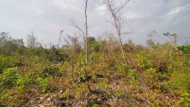 ขาย ที่ดิน ตำบลเชียงเครือ อำเภอเมืองสกลนคร จังหวัดสกลนคร, ภาพที่ 4