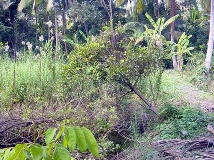 ให้เช่าที่ดินเปล่าระยะกลาง ยาว 2ไร่ ปากเกร็ด นนทบุรี , ภาพที่ 4