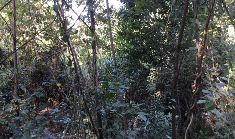 ขายที่ดินว่างเปล่า  อำเภอส่องดาว สกลนคร (PKK01-11537), ภาพที่ 4