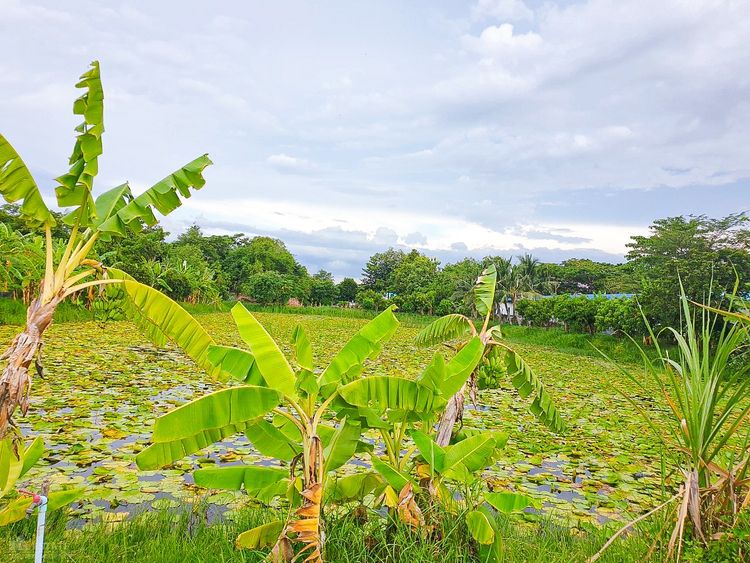 ขาย ที่ดินเปล่า 4-3-49 ไร่ ที่ดินแปลงสวยทำเลดี มีสระบัว ถนนเกาะเกียง, ภาพที่ 4