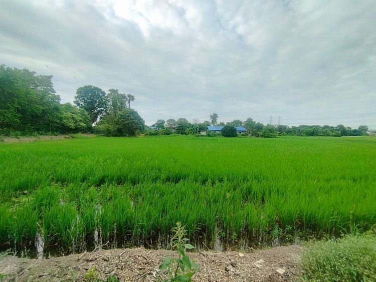 ขาย ที่ดิน แขวงสามวาตะวันออก เขตคลองสามวา กรุงเทพมหานคร, ภาพที่ 4
