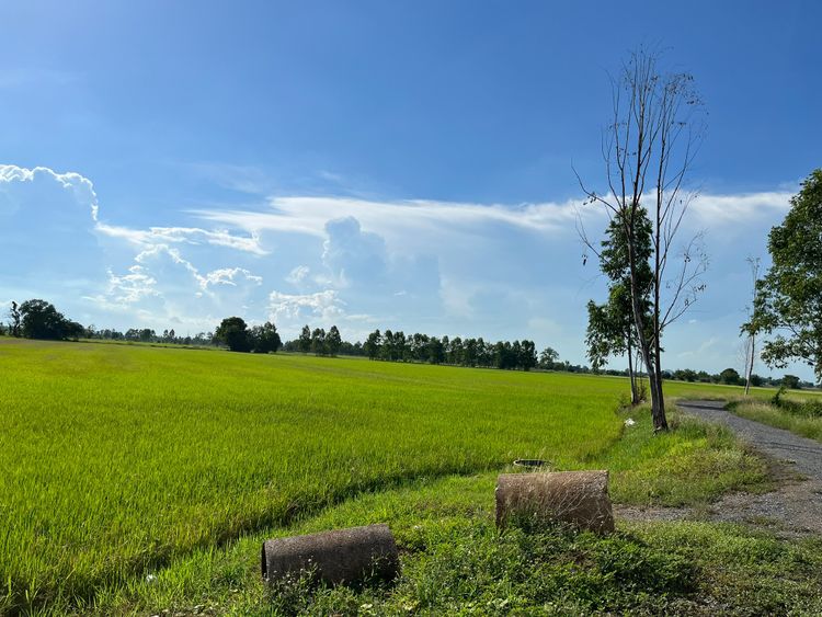  ขายด่วน ที่ดิน 35 ไร่ (เพื่อการเกษตร) 6.5 ล้านบาท ใกล้วัดหนองสุ่ม, ภาพที่ 4