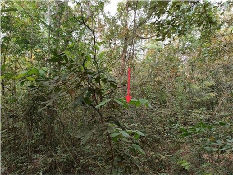 ขายที่ดินว่างเปล่า   อำเภอหนองฮี  ร้อยเอ็ด (PKK01-11533), ภาพที่ 4