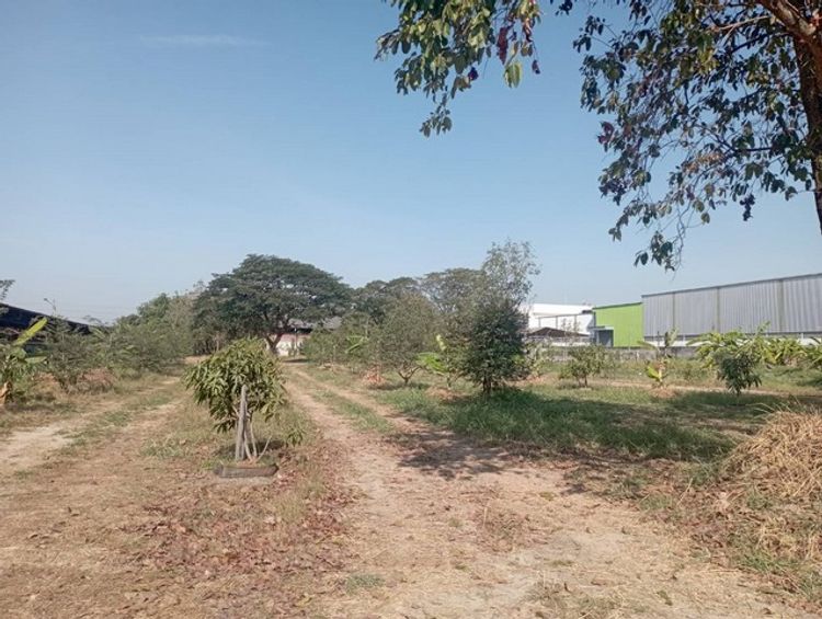 ขายที่ดิน21ไร่ผังเมืองสีแดงถนนกิ่งแก้ว(ถมแล้ว)แปลงหายาก, ภาพที่ 4