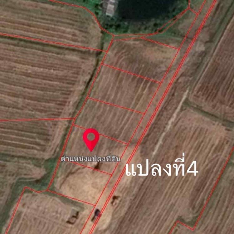 ขายที่ดินถมแล้ว ตารางวาละ5000 บาท  ติดถนนสาธารณะเกือบรอบด้าน จ.สุรินทร์, ภาพที่ 4