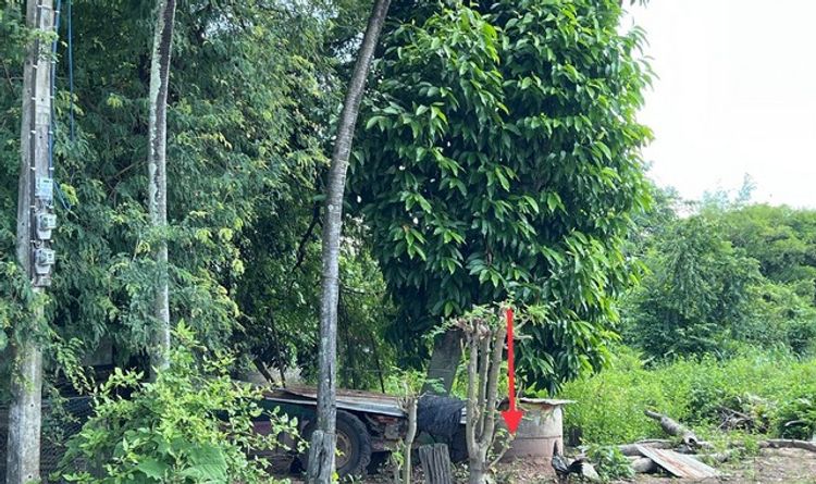 ขายที่ดินว่างเปล่า อำเภอหนองกุงศรี กาฬสินธุ์ (KK01-11431), ภาพที่ 4