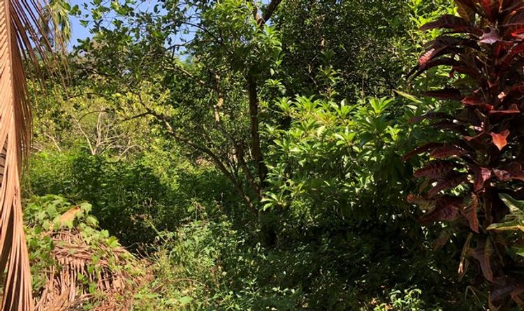 ขายที่ดินว่างเปล่า  อำเภอพนม  สุราษฎร์ธานี (PKK01-10859), ภาพที่ 4