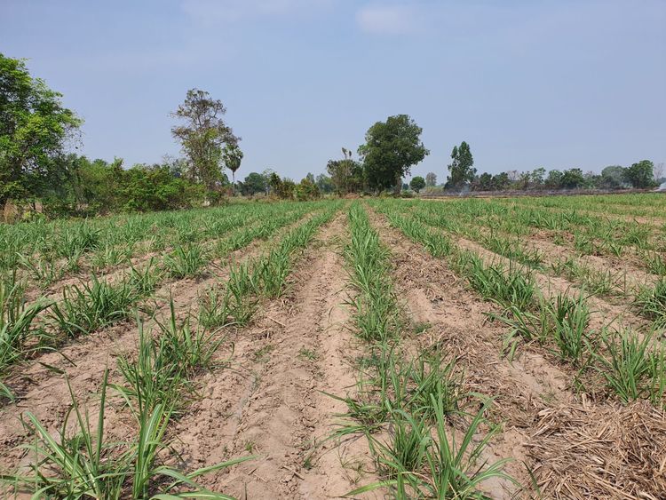 ขาย ที่ดิน ตำบลทะนง อำเภอโพทะเล จังหวัดพิจิตร, ภาพที่ 4