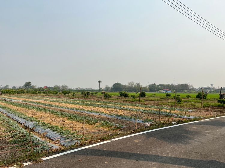 ขาย ที่ดิน ตำบลแม่แรง อำเภอป่าซาง จังหวัดลำพูน, ภาพที่ 4
