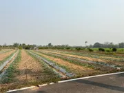 ขาย ที่ดิน ตำบลแม่แรง อำเภอป่าซาง จังหวัดลำพูน