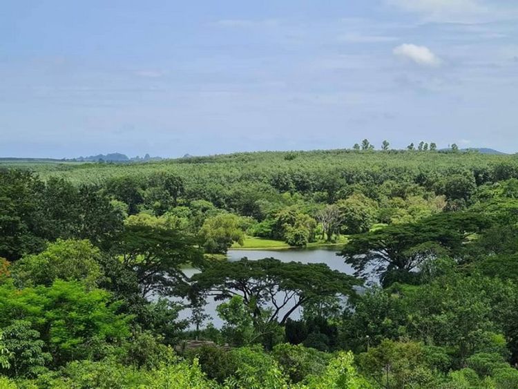 ขายที่ดินจัดสรรแบ่งขายในโครงการ  แรบบิซ ฮิลส์ รีสอร์ท (Rabbiz Hill , ภาพที่ 4