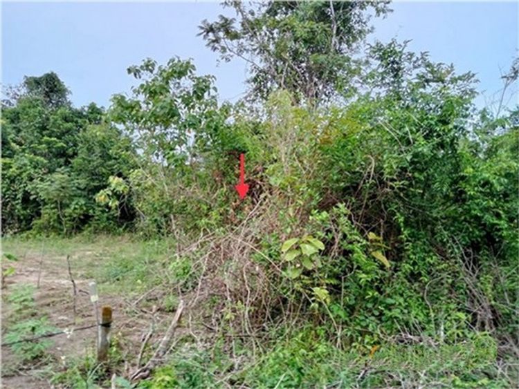 ขายที่ดินว่างเปล่า    อำเภอเหนือคลอง กระบี่ (PKK01-10444), ภาพที่ 4
