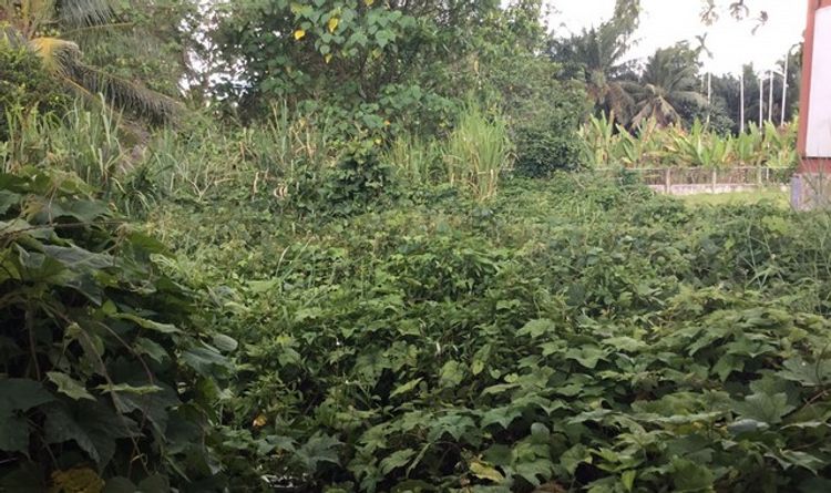 ขายที่ดินว่างเปล่า    อำเภอท่าแซะ ชุมพร (PKK01-11261), ภาพที่ 4