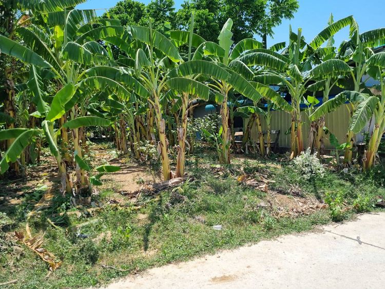 ขาย ที่ดิน ตำบลปากน้ำปราณ อำเภอปราณบุรี จังหวัดประจวบคีรีขันธ์, ภาพที่ 4