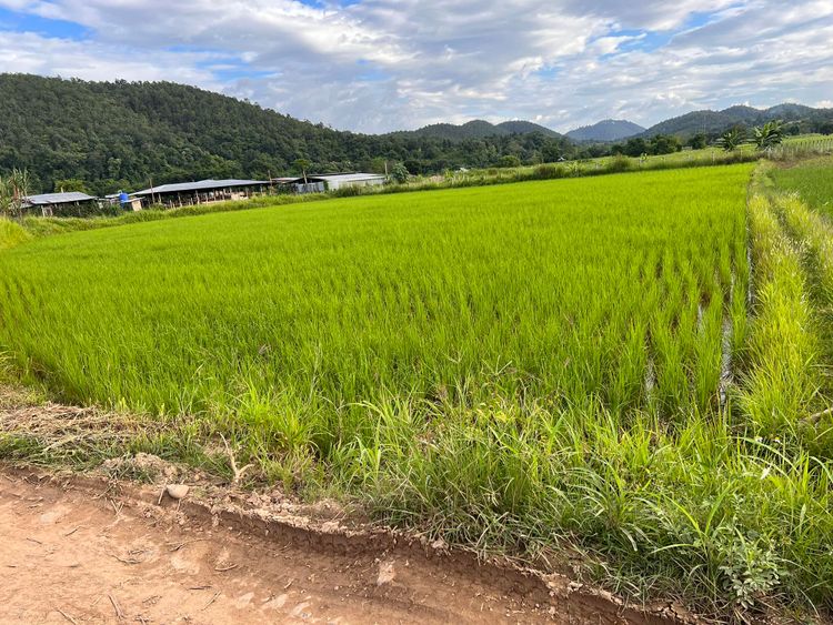 ขาย ที่ดิน ตำบลปางหมู อำเภอเมืองแม่ฮ่องสอน จังหวัดแม่ฮ่องสอน, ภาพที่ 4