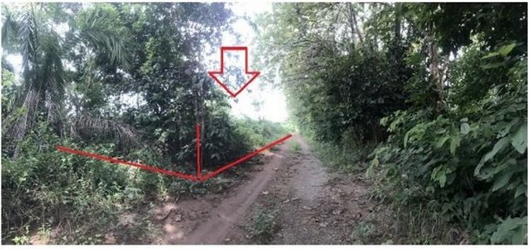 ที่ดินว่างเปล่า ใกล้วัดภูผายาว นาวัง หนองบัวลำภู  PSC10123, ภาพที่ 4