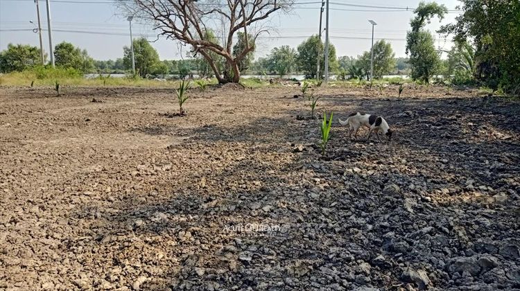 ขายที่ดินซอยประชาอุทิศ 90 เนื้อที่ 18 ไร่ ถมแล้ว ทำเลย่านหมู่บ้านจัดสรร, ภาพที่ 4