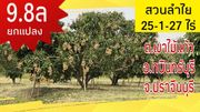 ขาย ที่ดิน สวนลำไย หมู่บ้านสันดัน 25 ไร่ 1 งาน 27 ตร.วา