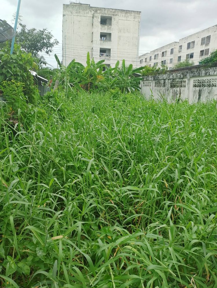 84338 - ขายที่ดิน กรุงเทพ ทำเลดี ออเงิน สายไหม ราคาพิเศษ, ภาพที่ 4