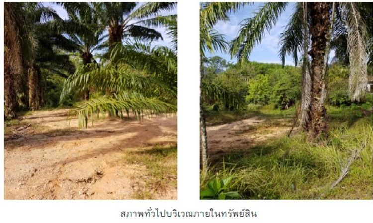 ขายที่ดินว่างเปล่าติด ถนนคลองทราย-เขาทอง อ.เมืองกระบี่ จ.กระบี่, ภาพที่ 4