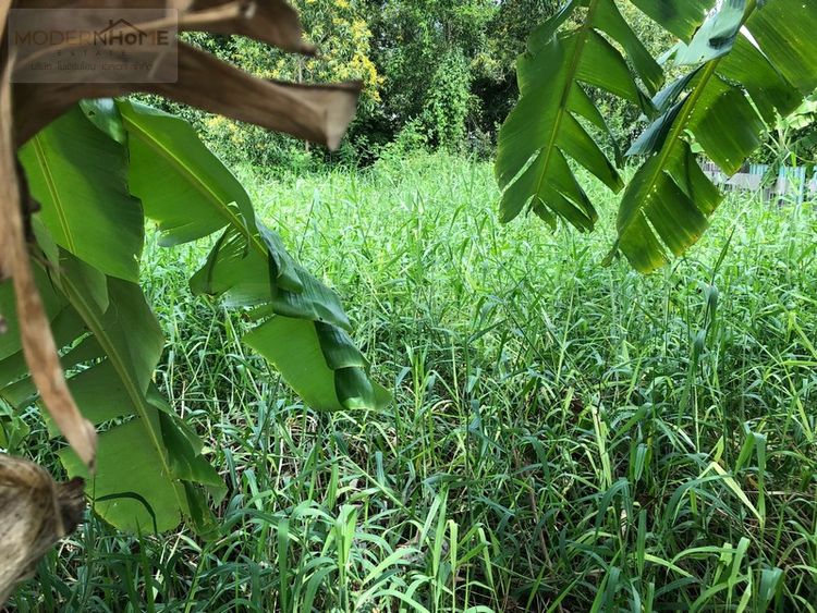 ขายที่ดิน 100 ตร.ว.เคหะร่มเกล้า 80  แขวงราษฎร์พัฒนา เขตสะพานสูง , ภาพที่ 4