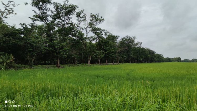 ที่ดินคลองสิบ หนองเสือ เนื้อที่ 59 ไร่ ผังสีชมพู ทำเลทอง อยู่ติดหลัง , , ภาพที่ 4