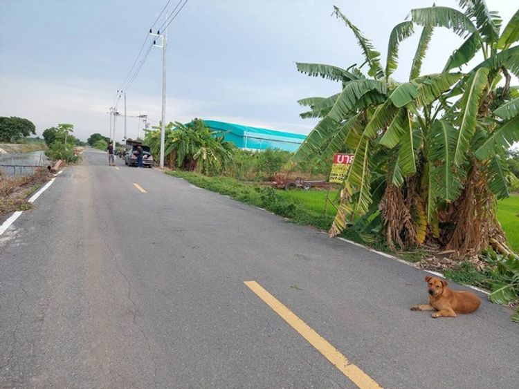 ขายด่วนที่ดินสวย 400 ตร.วา  คลองหลวง  คลองห้า  ปทุมธานี   ZT242, ภาพที่ 4