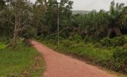 ขายสวนปาล์ม  โรงเรียนบ้านหนองปลา ติดอ่างเก็บน้ำท่าหิน สวี ชุมพร