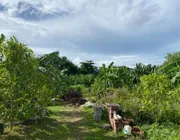 P27LR2308001 ที่ดิน 1 ไร่ ต.วิชิต อ.เมืองภูเก็ต จ.ภูเก็ต