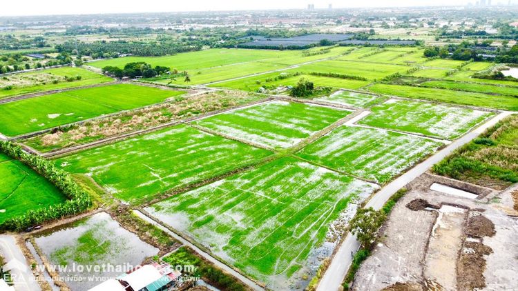 ขาย ที่ดิน ตำบลบางม่วง อำเภอบางใหญ่ จังหวัดนนทบุรี, ภาพที่ 4