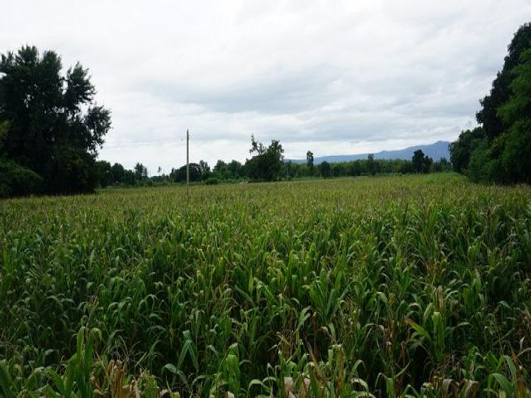 ขายที่ดินเกษตร เนื้อที่ 11-1-56 ไร่  ติดถนนทางหลวงชนบท3042  ต.วังจันทร์, ภาพที่ 4