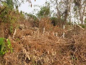 ขาย ที่ดิน ตำบลเกาะช้าง อำเภอแม่สาย จังหวัดเชียงราย