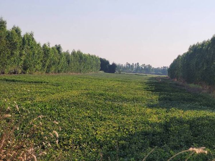 ขายที่ดินทำเลทอง 10 ไร่ แขวงสลกบาตร เขตขาณุวรลักษบุรี จังหวัดกำแพงเพชร, ภาพที่ 4