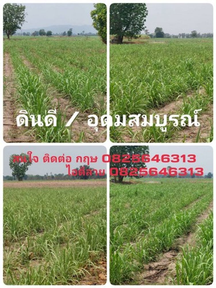   ขายที่ดิน ราคาถูกๆ /หน้าติดสาธารณะ2ฝั่ง/ที่สวยดินดี/มีบ่อพัก จ.ชัยนาท, ภาพที่ 4