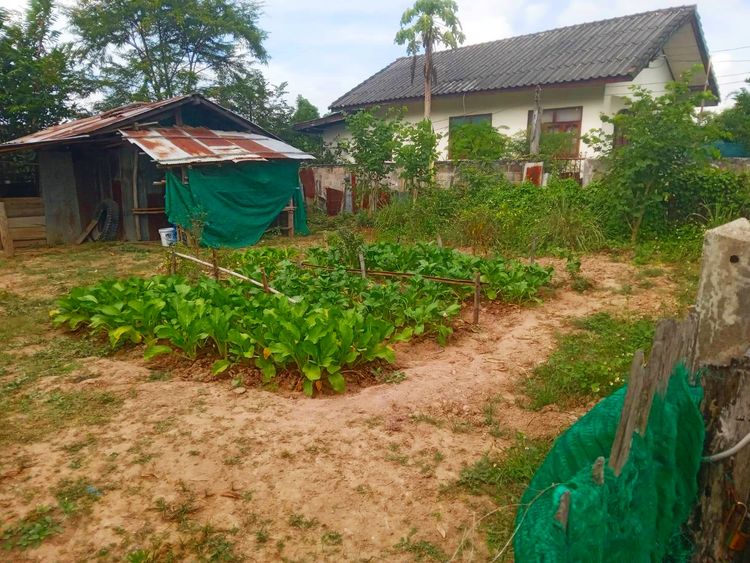 ที่ดินป่าซาง ดอกคำใต้ ถูกๆ, ภาพที่ 4