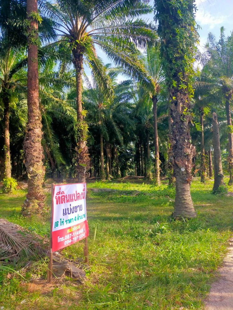 ขาย ที่ดิน ตำบลวังมะปรางเหนือ อำเภอวังวิเศษ จังหวัดตรัง, ภาพที่ 4