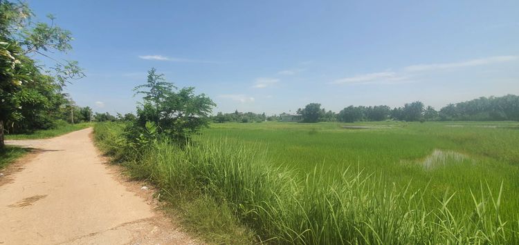 ขาย ที่ดิน ตำบลหลุบ อำเภอเมืองกาฬสินธุ์ จังหวัดกาฬสินธุ์, ภาพที่ 4